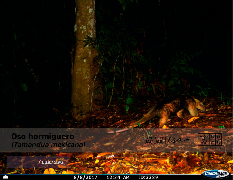 Sin-tiA_A_tulo-3_Mesa-de-trabajo-1